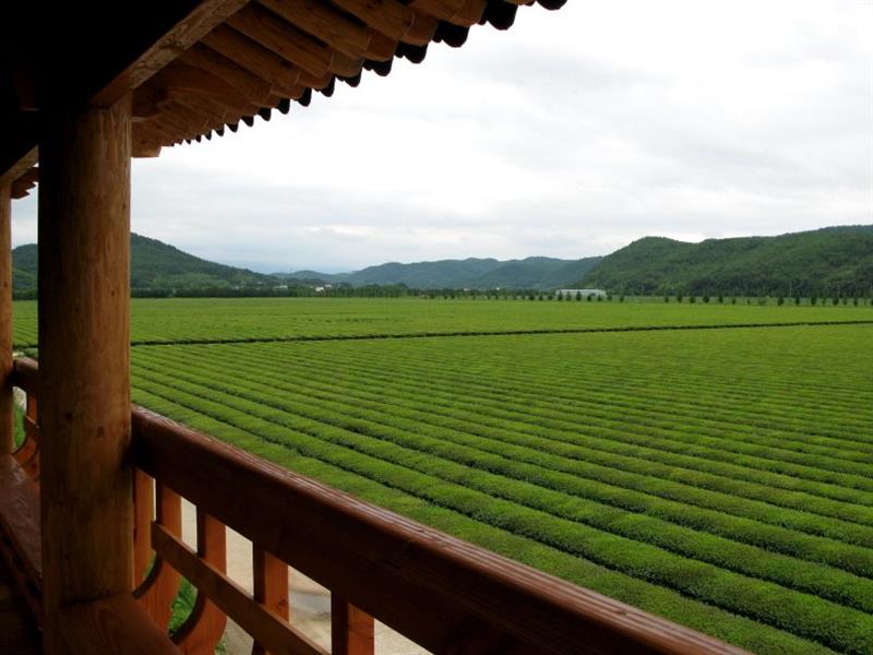 사천녹차단지