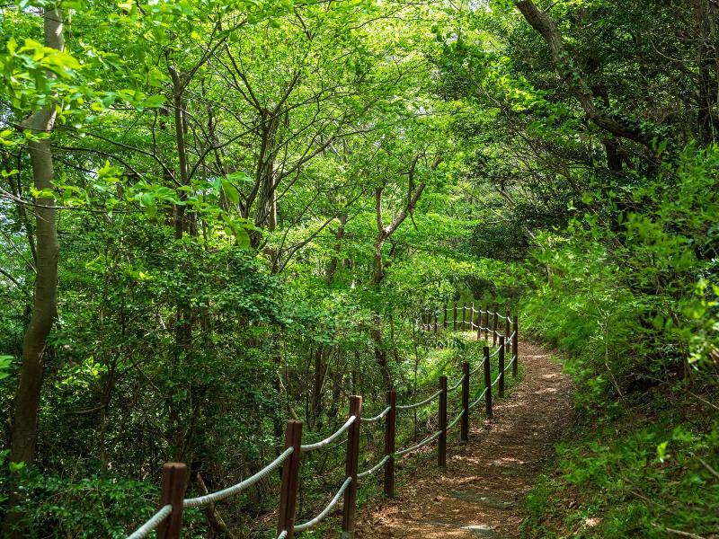 팔영산 편백나무치유의 숲