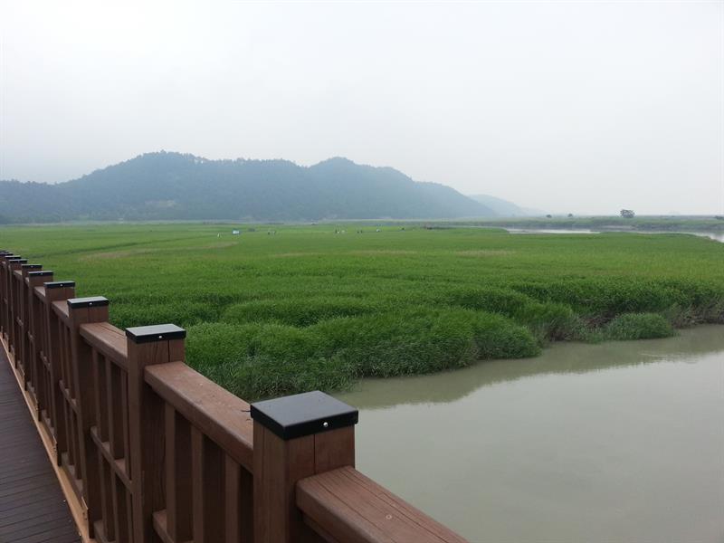 순천만 갈대밭
