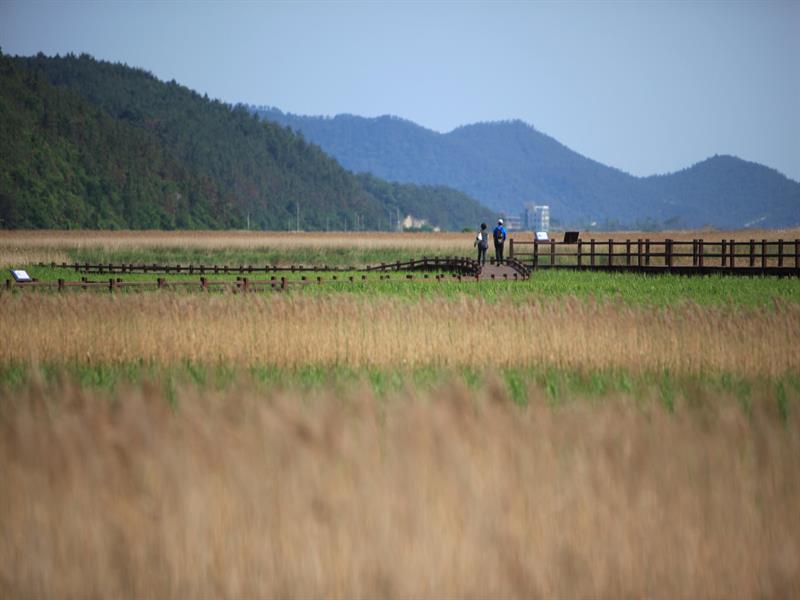 순천만 갈대밭