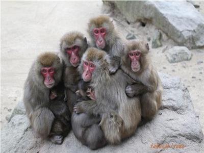 다카사키야마 원숭이공원 