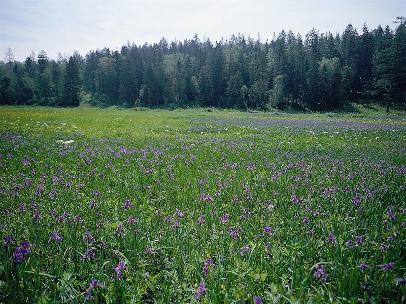 광개토대왕릉비