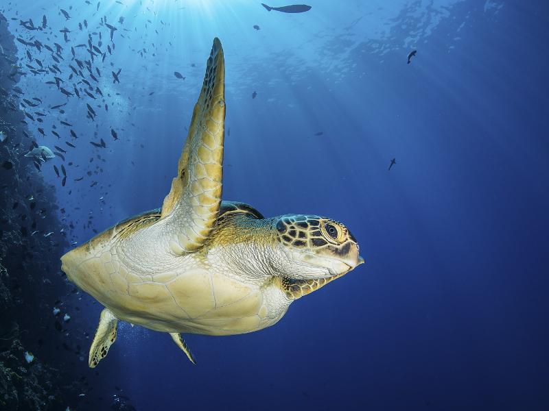 부나켄 호핑투어(거북이왓칭)