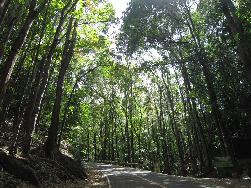 보홀 맨메이드 포레스트