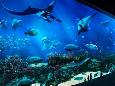 씨아쿠아리움