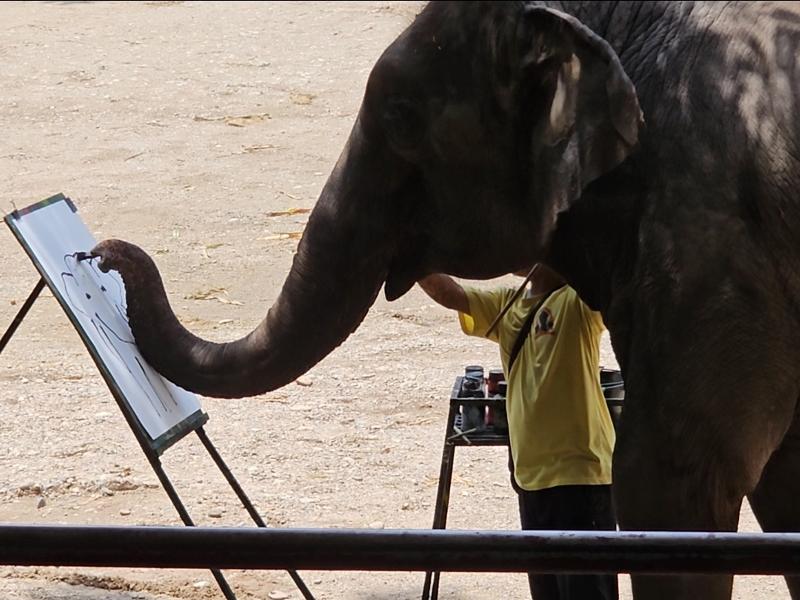 매땡 코끼리캠프_준범직촬