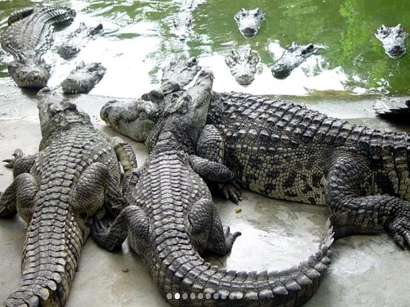 바위농원과 악어농장