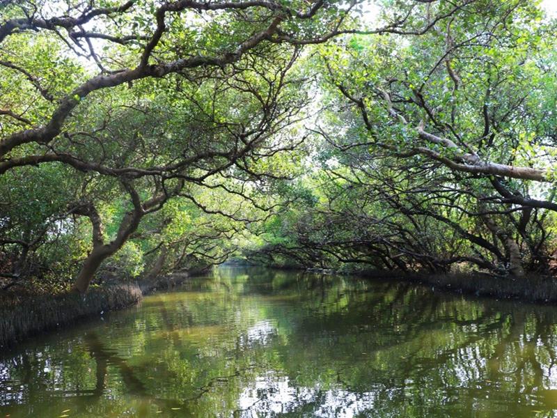 스차오 녹색터널