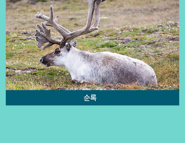 컨텐츠