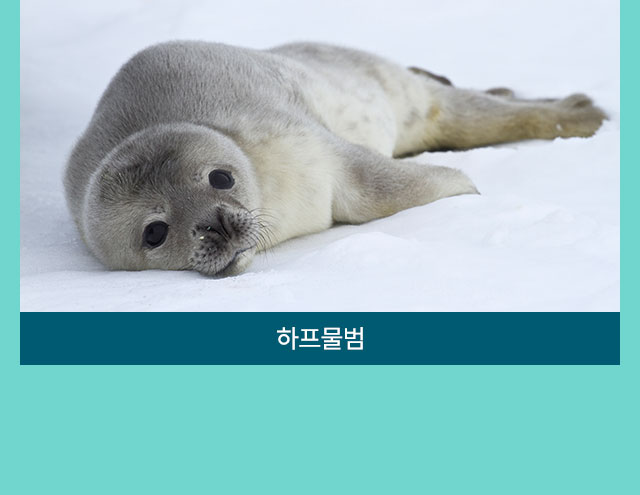 컨텐츠