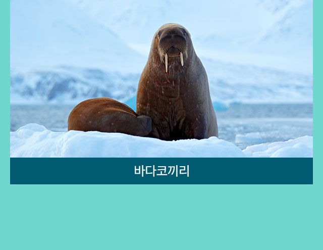 컨텐츠