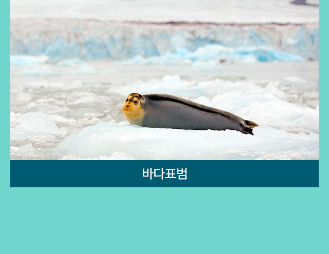 컨텐츠