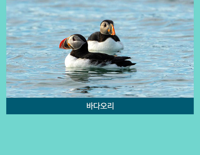 컨텐츠