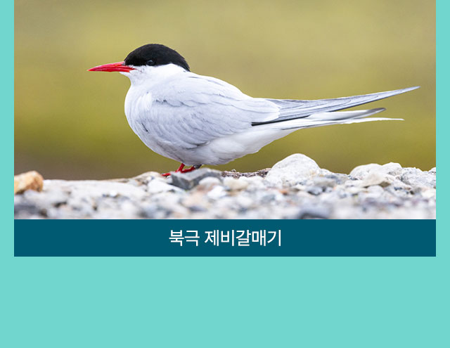 컨텐츠