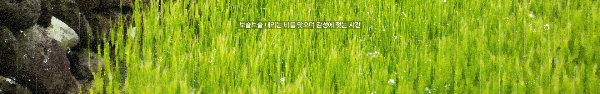 컨텐츠