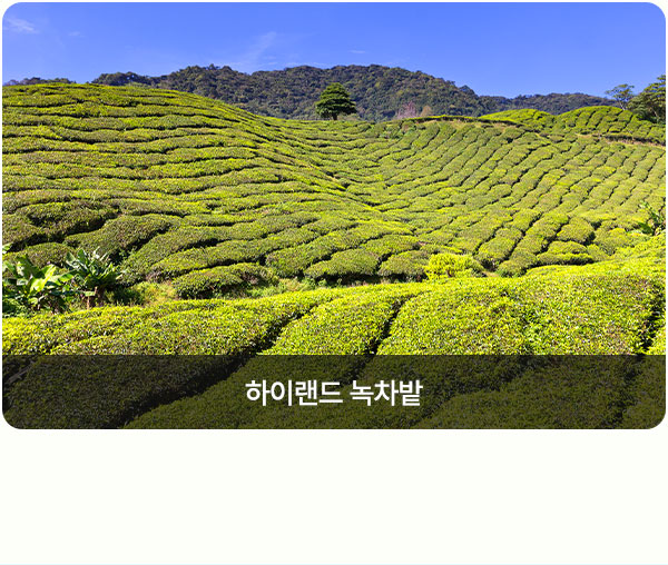 컨텐츠
