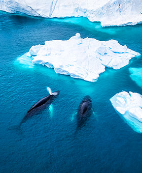 북극의 순백, 그린란드로 떠나는 단 한번의 여정