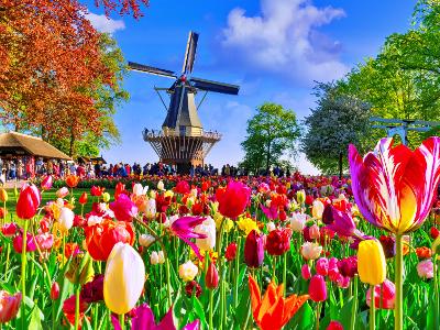 keukenhof(큐켄호프)