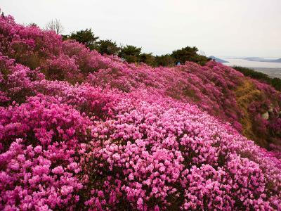 고려산 진달래