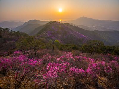 고려산 진달래