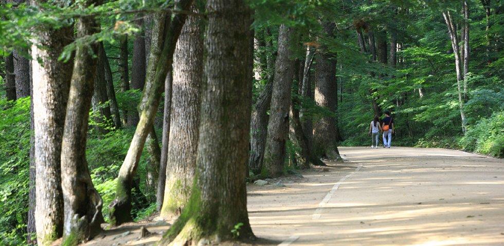 오대산-980