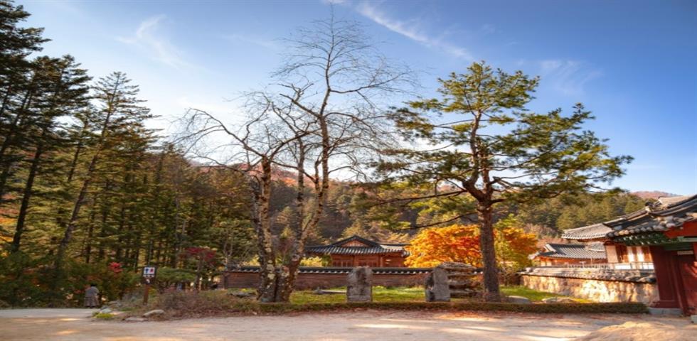 월정사 전나무숲길