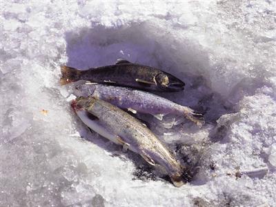 화천산천어축제