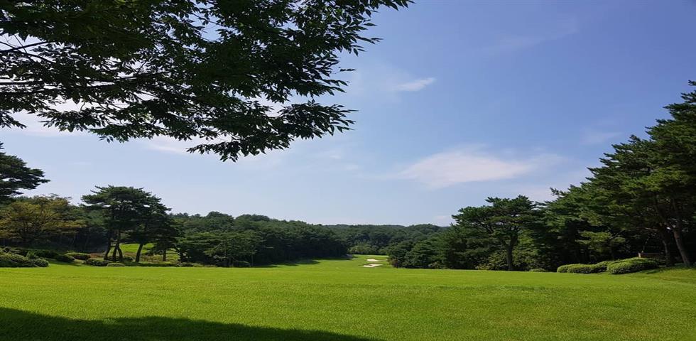 라카이 샌드파인