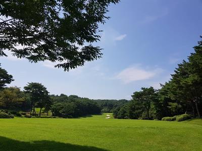 라카이 샌드파인
