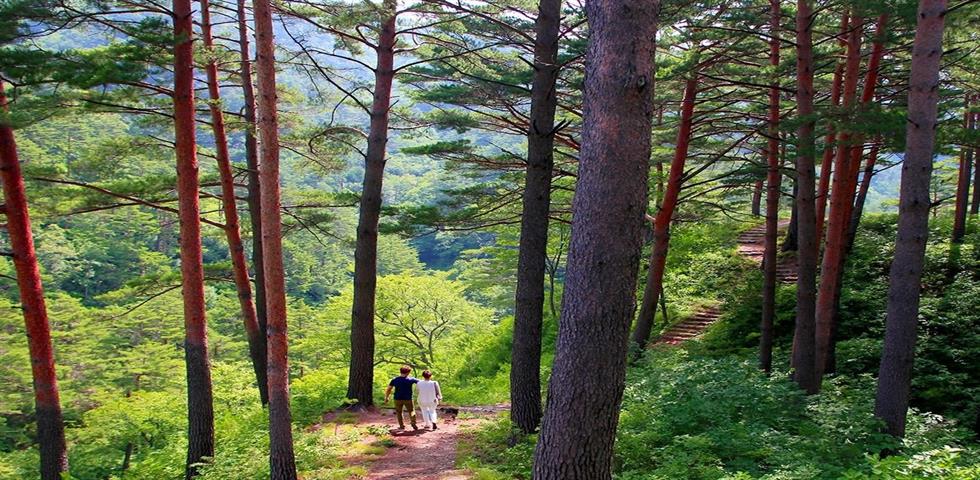 금강송 숲길(자체코스)