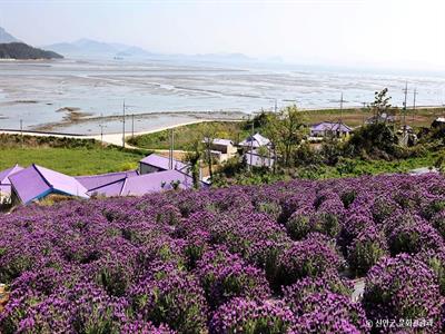퍼플섬5