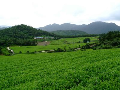 설록다원 녹차밭