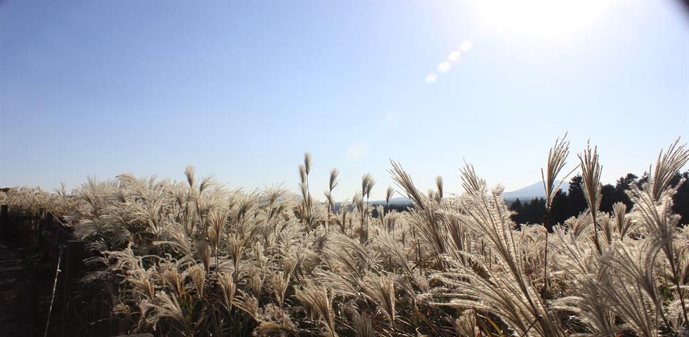 산굼부리
