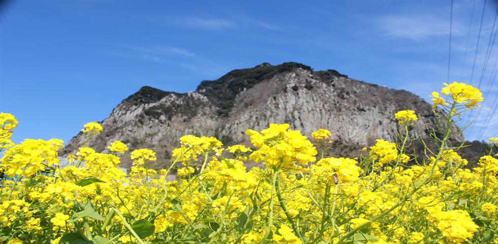 산방산유채꽃