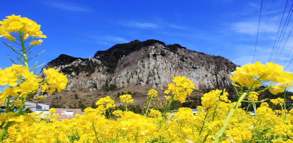 산방산유채꽃