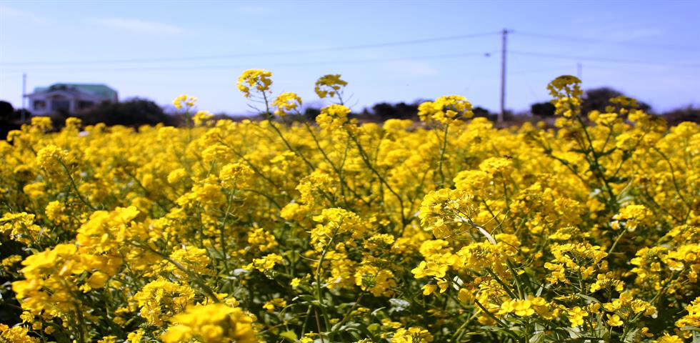산방산유채꽃