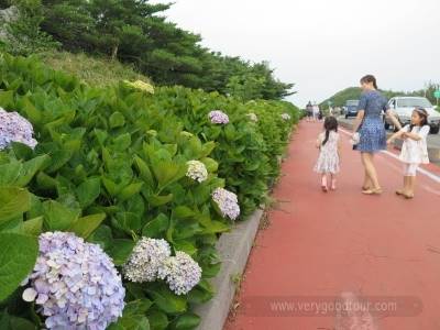 수국