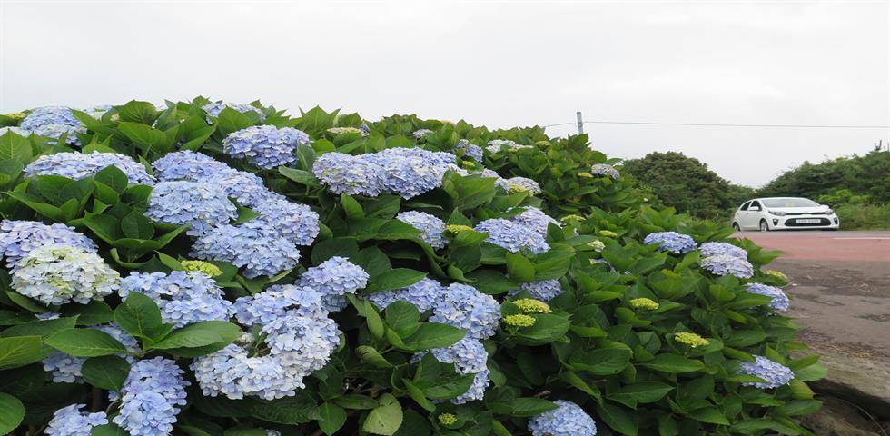 수국