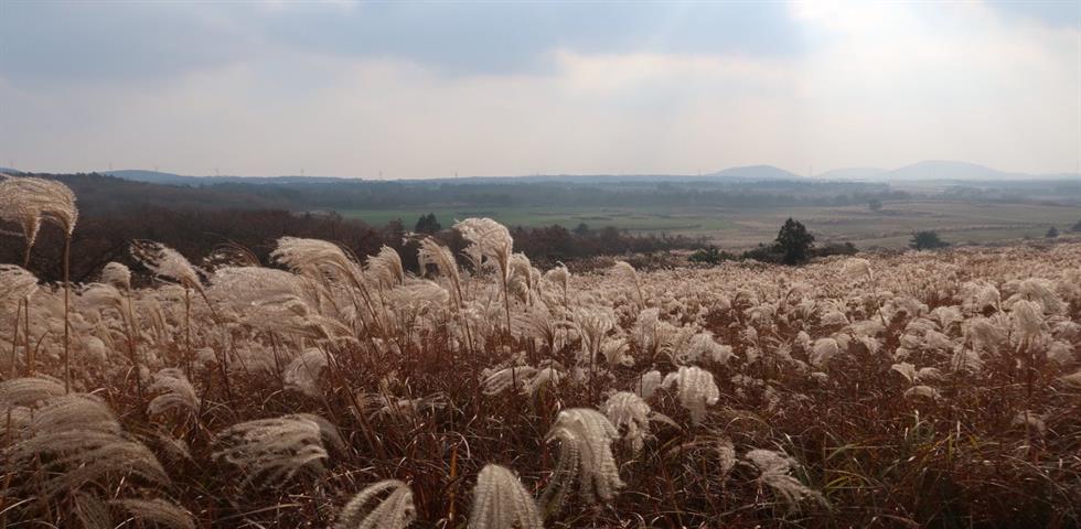 새별오름