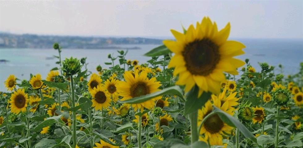제주 해바라기