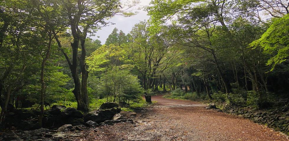 치유의 숲