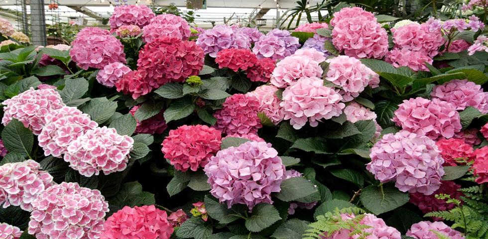 제주도 카멜리아힐