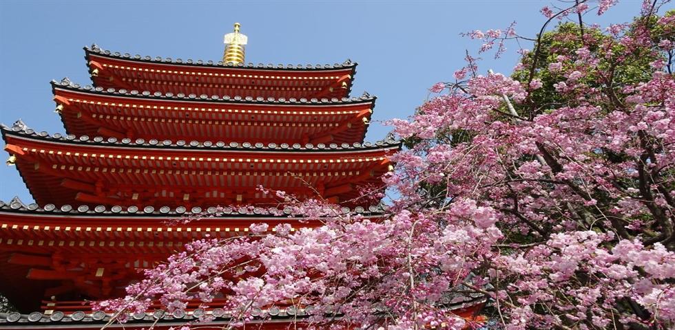 후쿠오카 벚꽃