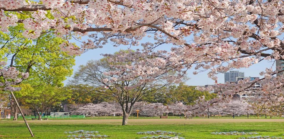 오호리공원 벚꽃