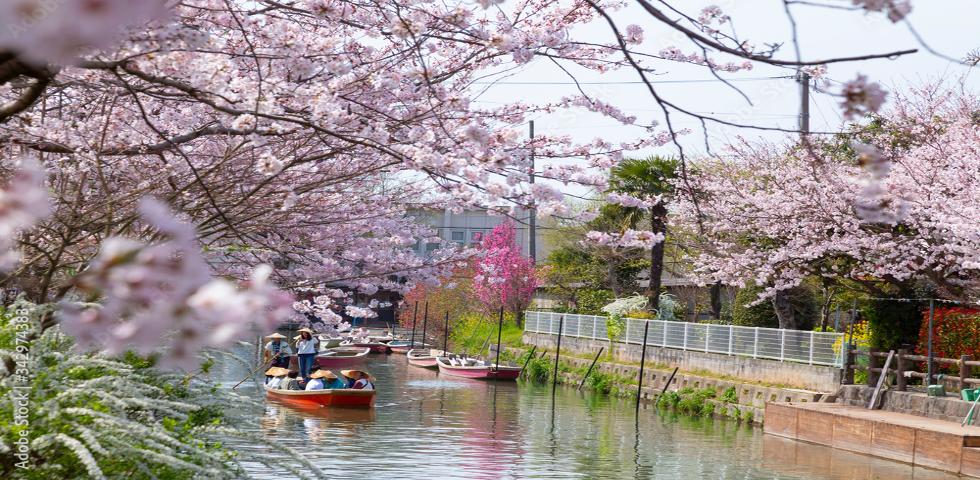 야나가와뱃놀이(벚꽃2)