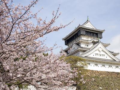 고쿠라성(벚꽃)