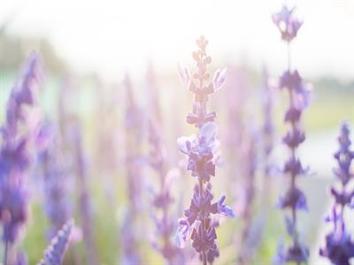 라벤더 메인용2