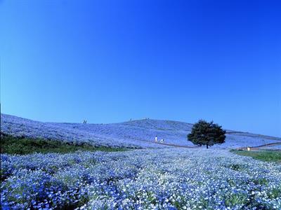 히타치해변공원