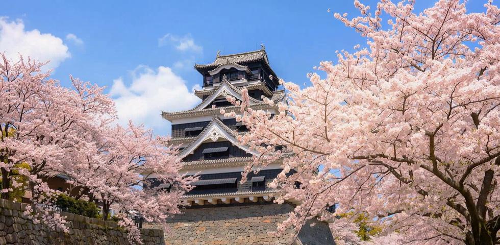 구마모토성 벚꽃