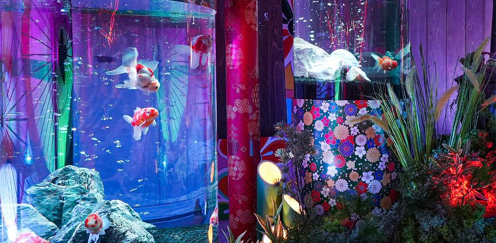 나라 금붕어 박물관